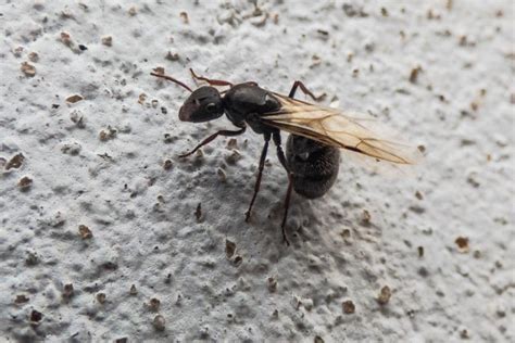 formiga voadora